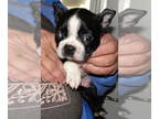 Boston Terrier PUPPY FOR SALE ADN-771694 - Rusty
