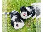 Shih Tzu PUPPY FOR SALE ADN-771688 - Purebred Shih Tzus puppies cuddly and