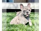 French Bulldog PUPPY FOR SALE ADN-771686 - French Bulldog