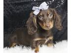 Dachshund PUPPY FOR SALE ADN-771436 - AD1 Cute AKC Mini Dachshund puppies