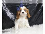 Cavalier King Charles Spaniel PUPPY FOR SALE ADN-771377 - AD 2 Adorable AKC