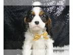 Cavalier King Charles Spaniel PUPPY FOR SALE ADN-771377 - AD 2 Adorable AKC