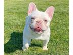 French Bulldog PUPPY FOR SALE ADN-771599 - TOP QUALITY AKC FRENCH BULLDOG