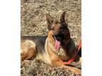 Adopt Cobra a German Shepherd Dog