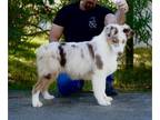 Australian Shepherd PUPPY FOR SALE ADN-771650 - Available Female Australian