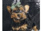 Morkie PUPPY FOR SALE ADN-771440 - Ad 1 Adorable Morkie Puppies Ready to go