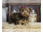 Morkie PUPPY FOR SALE ADN-771440 - Ad 1 Adorable Morkie Puppies Ready to go