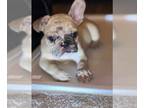 French Bulldog PUPPY FOR SALE ADN-771636 - male frenchie