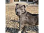 Adopt Zoolander a Mixed Breed