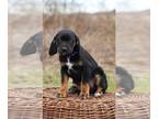 English Setter-Labloodhound Mix PUPPY FOR SALE ADN-771592 - Chocolate Lab Mix