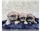 Shih Tzu PUPPY FOR SALE ADN-771557 - Tcups blue eyes AKC Chinese Imperial