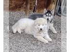 Siberian Husky PUPPY FOR SALE ADN-771553 - Siberian Husky Puppies
