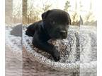 Staffordshire Bull Terrier PUPPY FOR SALE ADN-771544 - Stunning Pure Bred