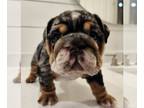 English Bulldog PUPPY FOR SALE ADN-771542 - The PUPPIES are here