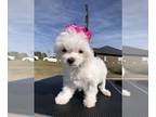 Maltese PUPPY FOR SALE ADN-771539 - Purebred and Sweet