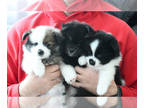 Pomsky PUPPY FOR SALE ADN-771537 - Toy Pomsky Puppies