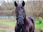 Adopt Picard a Quarterhorse, Tennessee Walker