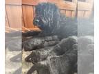 Bouvier Des Flandres PUPPY FOR SALE ADN-771518 - Bouvier Puppies