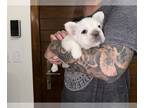 French Bulldog PUPPY FOR SALE ADN-771383 - Litter of French Bulldog Puppies