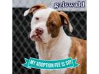 Adopt Griswald a Mixed Breed