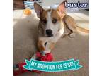 Adopt Buster a Mixed Breed