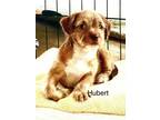 Adopt Hubert a Miniature Poodle