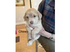 Adopt Chewy a Miniature Poodle