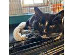 Adopt Tribble a Domestic Short Hair