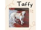 Adopt Taffy a Beagle