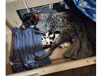 German Shorthaired Pointer PUPPY FOR SALE ADN-771491 - Dixie litter number 1
