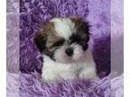 Shih Tzu PUPPY FOR SALE ADN-771410 - CKC Shih Tzu Puppies