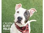 Adopt Calvin a Pit Bull Terrier, Mixed Breed