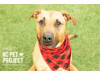 Adopt Snoot a Pit Bull Terrier, Mixed Breed