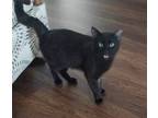 Adopt Salem a Domestic Short Hair