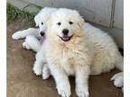 Great Pyrenees PUPPY FOR SALE ADN-771790 - Great Pyrenees Puppies