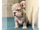 French Bulldog PUPPY FOR SALE ADN-771788 - PINK LILAC MICRO MERLE VELVET ROPE