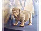 English Bulldog PUPPY FOR SALE ADN-771777 - LILAC TAN TRI