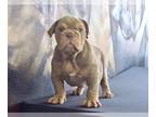 English Bulldog PUPPY FOR SALE ADN-771764 - LILAC TAN TRI