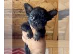 French Bulldog PUPPY FOR SALE ADN-771724 - BLACK FLUFFY QUEEN