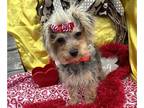 YorkiePoo PUPPY FOR SALE ADN-771719 - HALO IS A BEAUTIFUL YORKIEPOO FEMALE