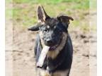 German Shepherd Dog PUPPY FOR SALE ADN-771718 - ACA German Shepherd