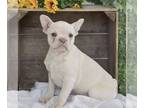 French Bulldog PUPPY FOR SALE ADN-771710 - AKC French Bulldog