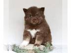 Pomsky PUPPY FOR SALE ADN-771696 - Pomsky