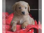 Goldendoodle-Labrador Retriever Mix PUPPY FOR SALE ADN-771691 - Labradoodle Mix