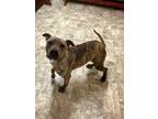 Adopt Tristan a Terrier