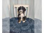 Aussiedoodle PUPPY FOR SALE ADN-771682 - F1 Aussiedoodle puppies
