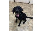 Adopt Perdue a Labrador Retriever