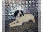 Jack-A-Poo PUPPY FOR SALE ADN-771680 - Jackapoo puppies