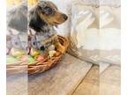 Dachshund PUPPY FOR SALE ADN-771678 - Ckc Mini Long hair dapple dachshund