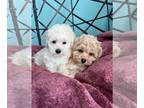 Poodle (Toy) PUPPY FOR SALE ADN-771671 - AKC TOY POODLE BOYS